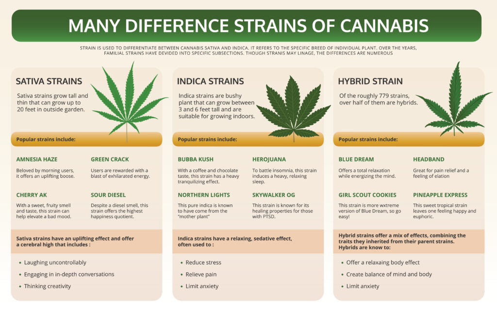 Different Strains of Cannabis